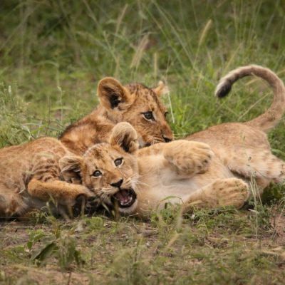 Romping Lion Cubs